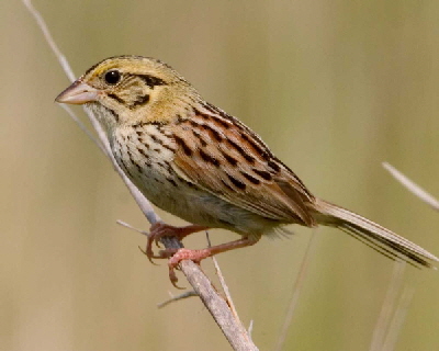 Henslow's_Sparrow