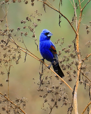 bluegrosbeak1btrmweb