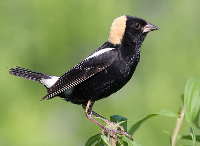 bobolink_2